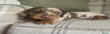 Miniature Dachshund Puppy 1