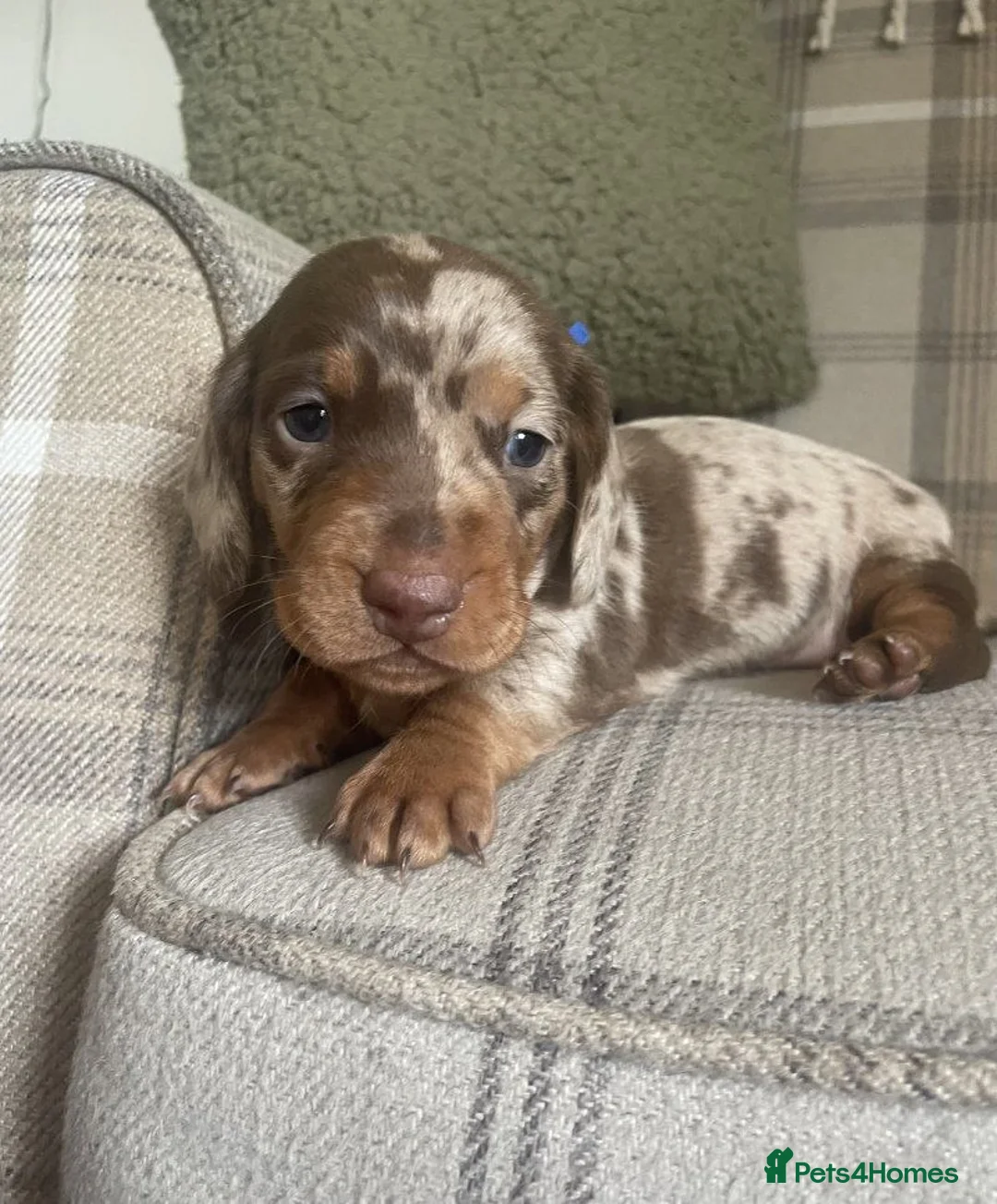 Miniature Dachshund dogs for sale: Lovely Miniature Dachshund Puppies  in Southampton - Advert 5