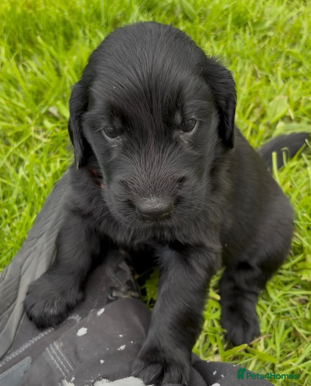 Flat coated Retriever dogs for sale: KC Registered Flatcoated Retriever Puppies - Advert 2