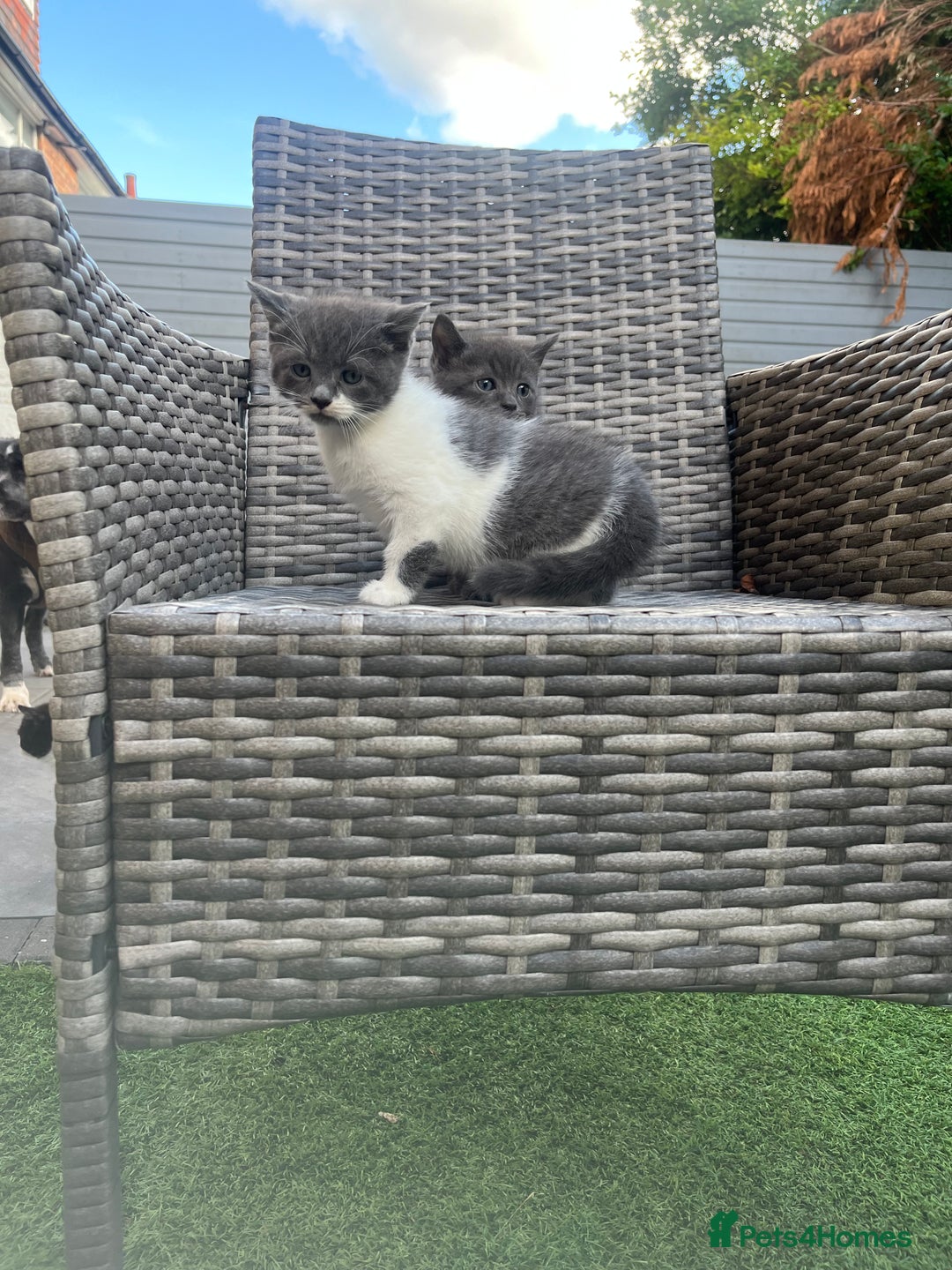 British Shorthair cats for sale: 3 British shorthair kittens  - Image 2