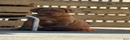 Dogue De Bordeaux dogs for sale: UK CHAMPION PARENTS MALE PUPPY  in York - Advert 2