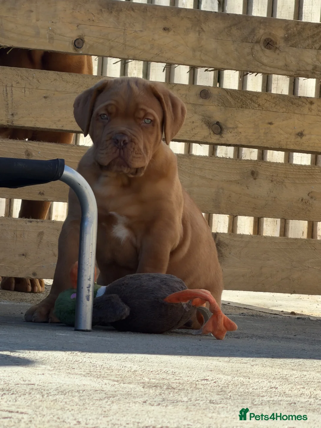 Dogue De Bordeaux dogs for sale: UK CHAMPION PARENTS MALE PUPPY  in York - Advert 2