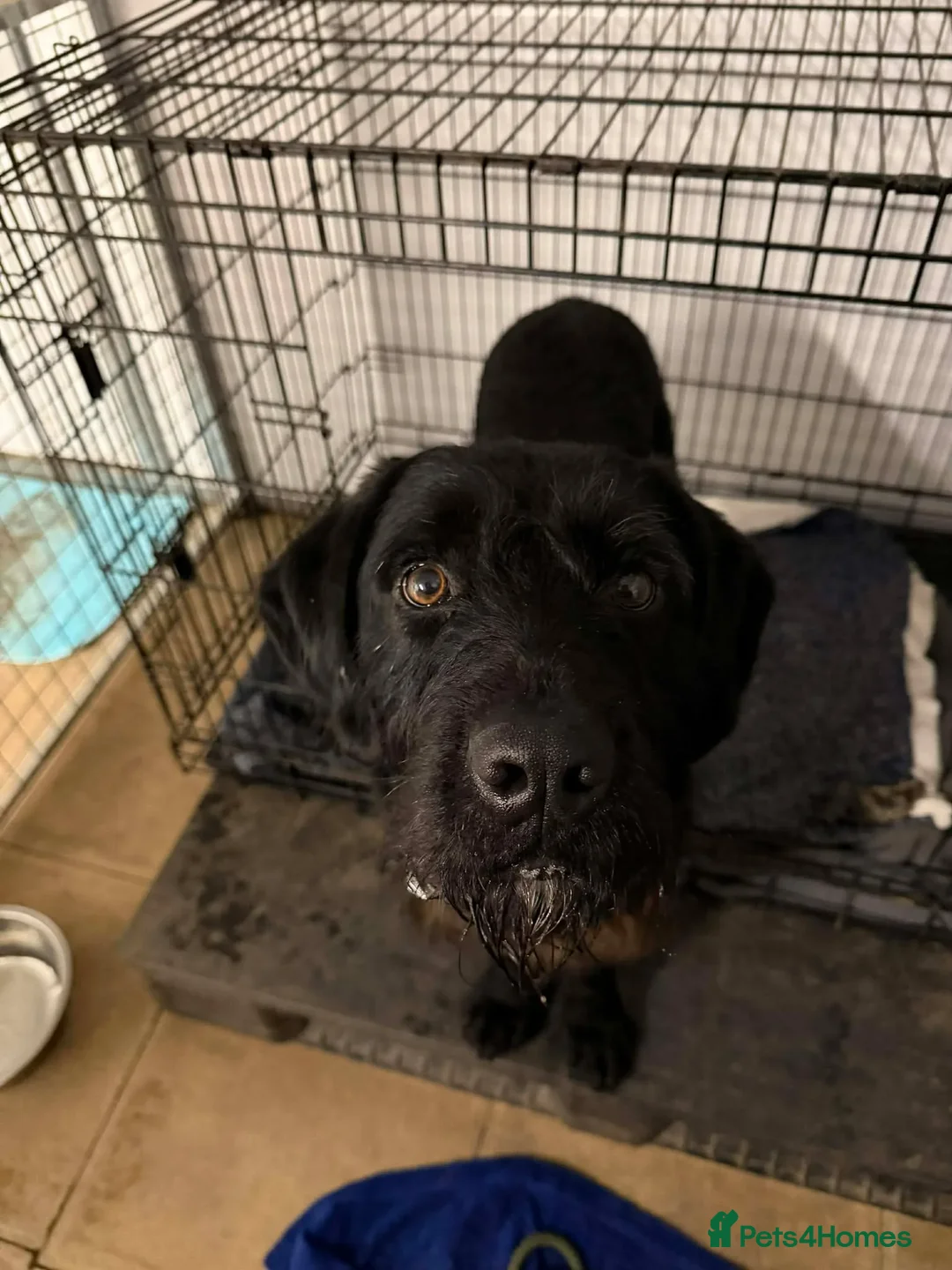 Mixed Breed dogs for adoption: Riley - Advert 1