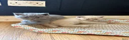 British Shorthair cats for sale: Beautiful British shorthair  - Advert 6