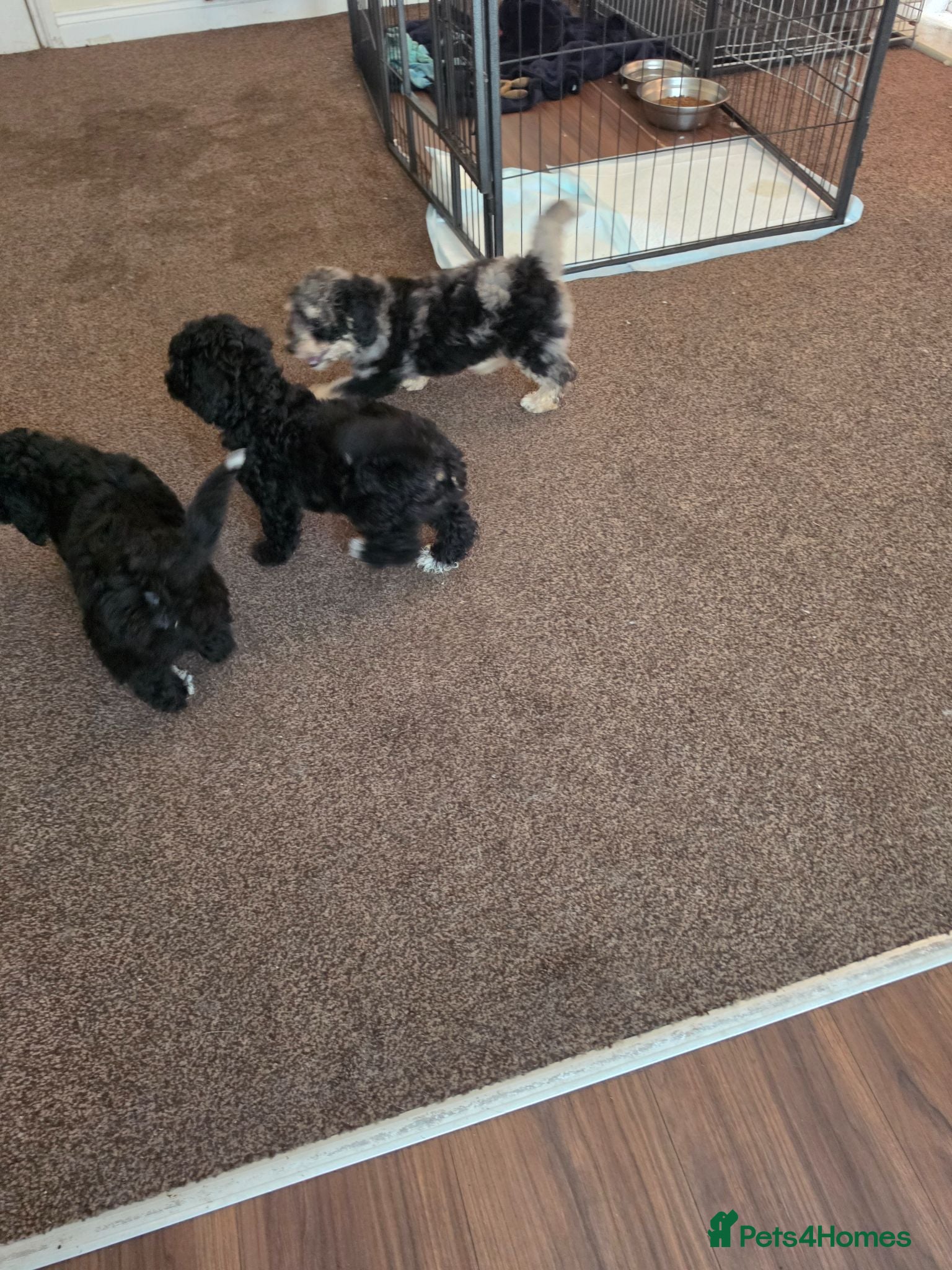 Poochon dogs 4 beautiful poochon puppys for sale  - Advert 2