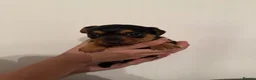 Jack Russell dogs for sale: Jack Russell puppies  in High Wycombe - Advert 10
