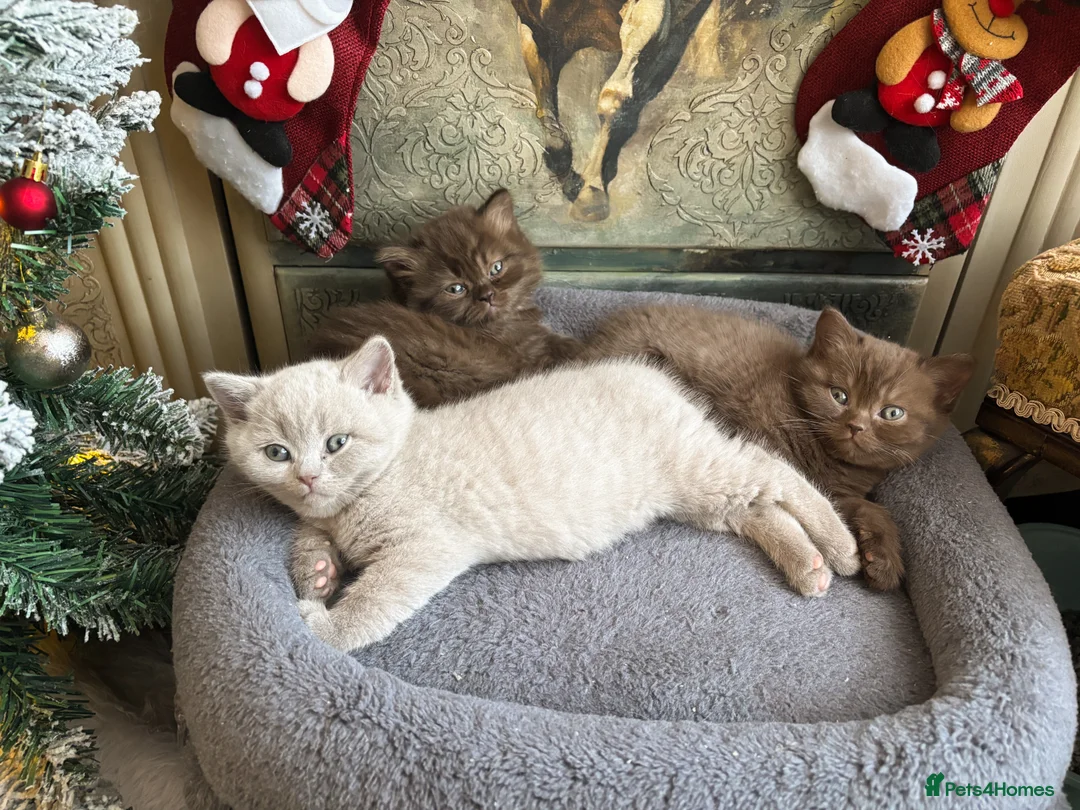 British Shorthair cats for sale: British shorthair and longhair  - Advert 17