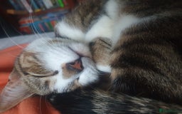 Mixed Breed cats for sale: Tabby Girl *Please Read Description* - Image 10