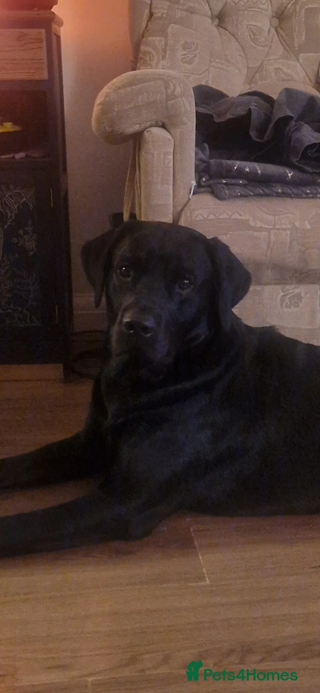 Labrador Retriever dogs for stud: Labrador Ret. 100%-success PROVEN KC/Health tested in Brecon - Advert 4