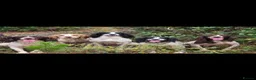 Mixed Breed dogs for sale: Merryn the clumber cross springer - Advert 5