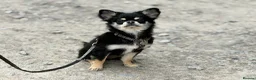 Chihuahua dogs for sale: KC reg chihuahua girl pup (health tested parents) - Advert 13