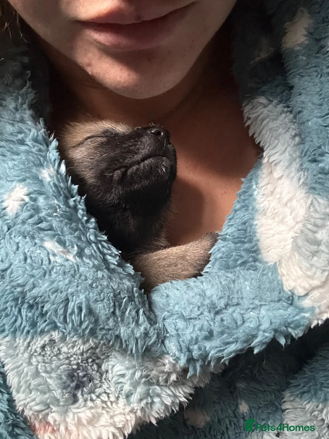 Mixed Breed dogs for sale: Akita Pups - Advert 16