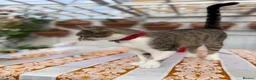 Domestic Shorthair cats for sale: Female Cat Our lucky queen  - Advert 9