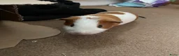 Guinea Pig rodents for sale: Pepper the male Guinea Pig - Advert 2