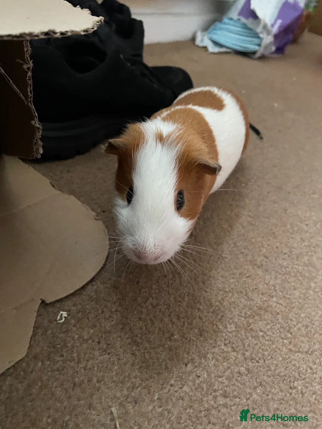 Guinea Pig rodents for sale: Pepper the male Guinea Pig - Advert 2