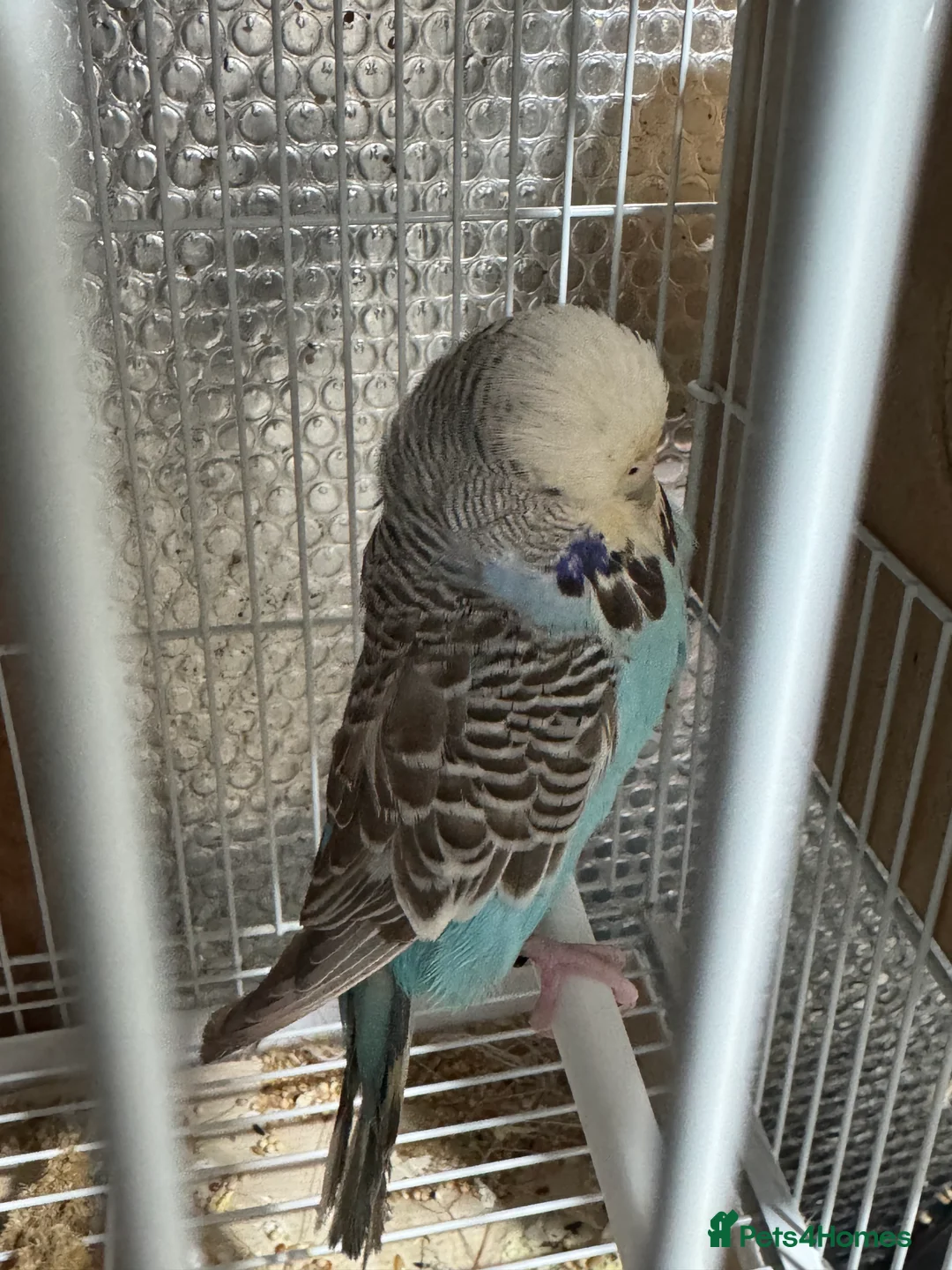 Mixed Breed birds for sale: Zebra Finches  - Advert 2