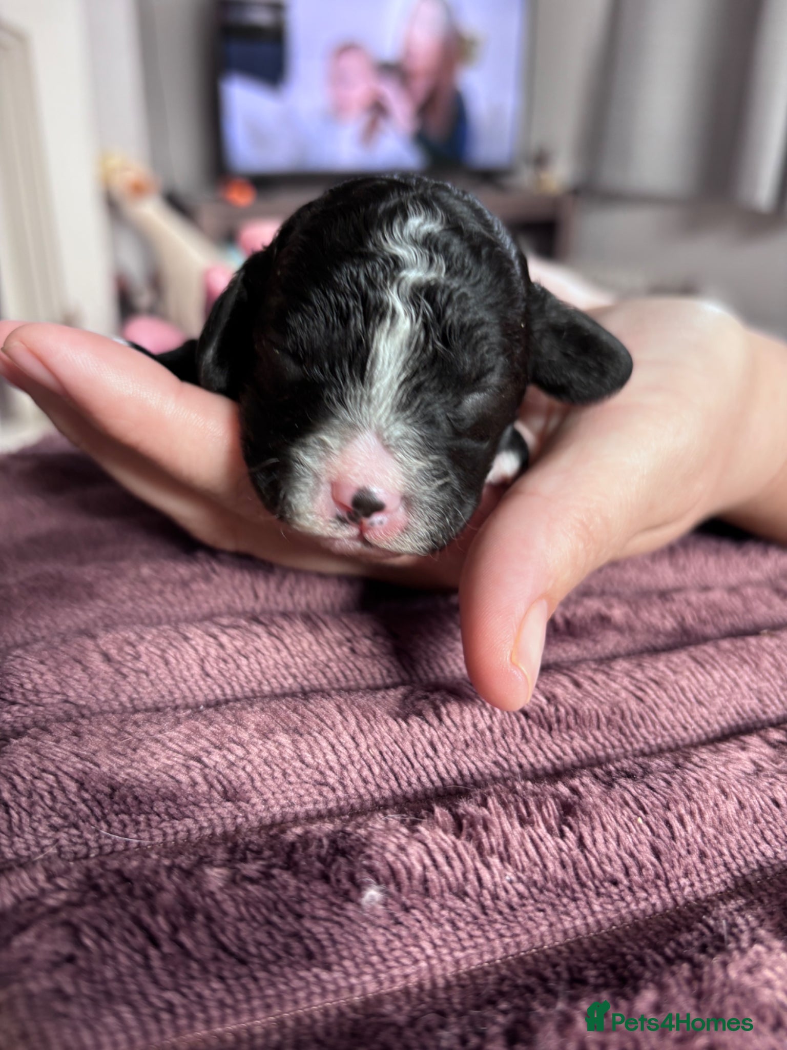 Cavapoo dogs for sale: Stunning Cavapoo puppies - Advert 15
