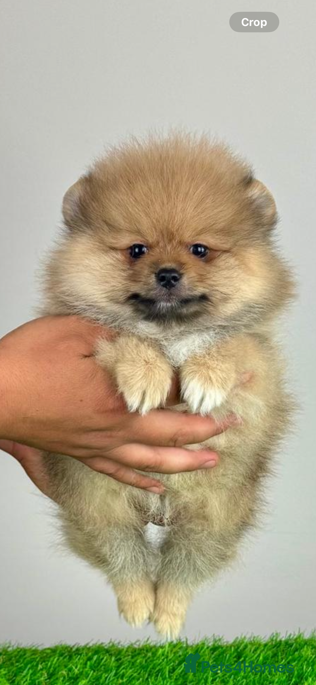 Pomeranian dogs for sale: Beautiful Little Boy Pomeranian - Image 6