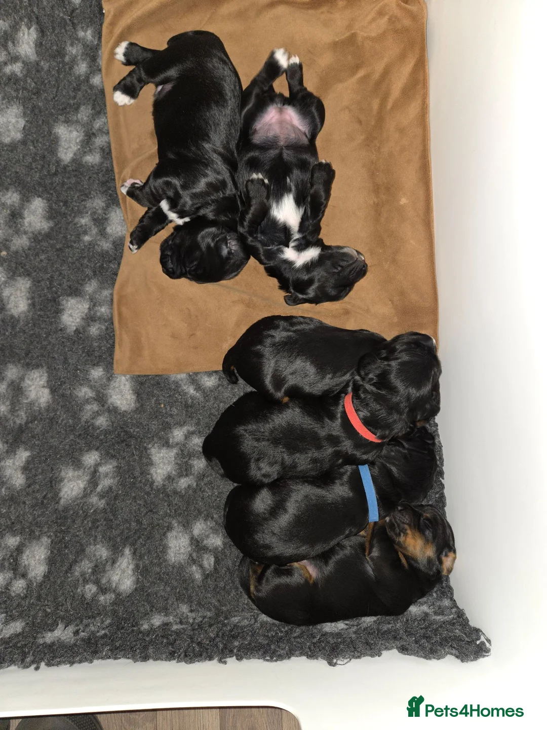 Cocker Spaniel dogs for sale: KC Registered Working Cocker Spaniel Boys - Advert 2