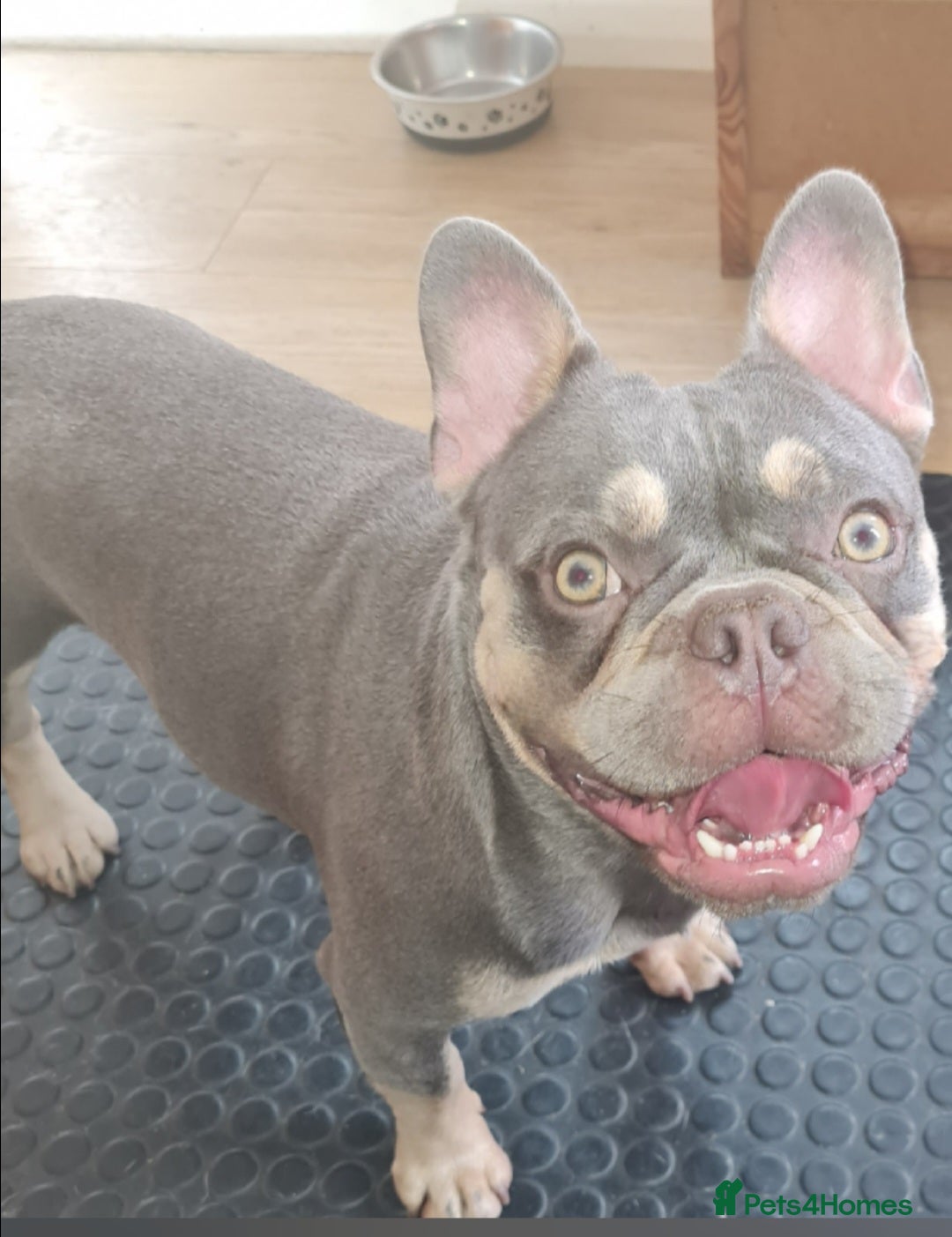 French Bulldog dogs for stud: Top Quality Stud RAMSGATE 🎯🎯 KC registered💣💣  in Ramsgate - Advert 10