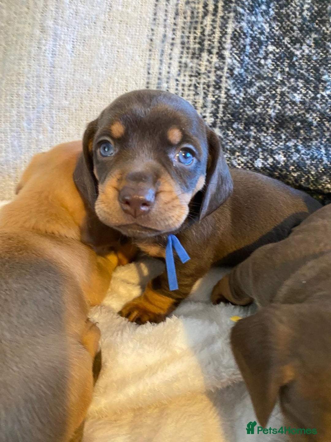 Miniature Dachshund dogs for sale: MOST GORGEOUS DACHSHUNDS - Advert 5