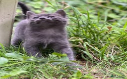 Mixed Breed cats for sale: Four Little Pawsomes Looking for Forever Homes!  - Image 15