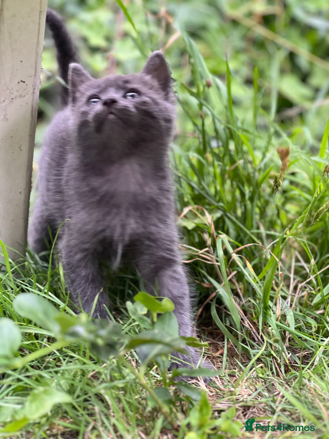 Mixed Breed cats for sale: Four Little Pawsomes Looking for Forever Homes!  - Image 15