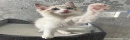 Ragdoll cats for sale: Beautiful Ragdoll Kittens - Advert 20