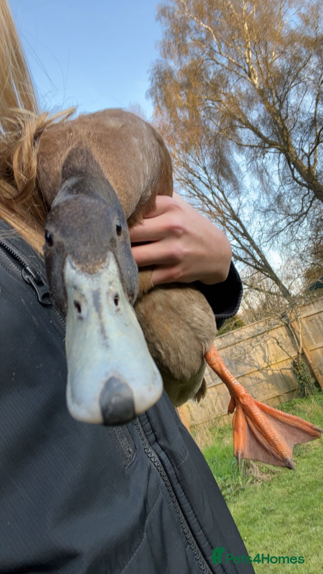 Ducks poultry for sale: Male Khaki Campbell Duck for FREE - Advert 5