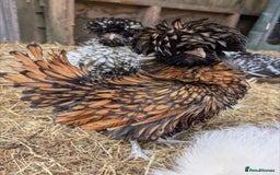 Chickens poultry for sale: Beautiful POL Pullets USA Silkies, Polish bantams  - Image 8
