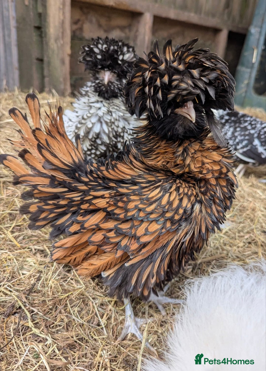 Chickens poultry for sale: Beautiful POL Pullets USA Silkies, Polish bantams  - Image 8