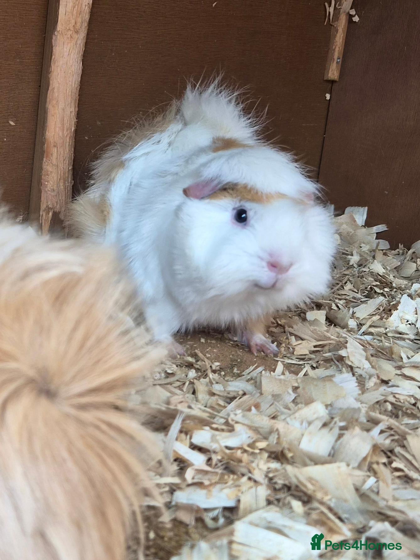 Mixed Breed rodents Pair boy guinea pigs - Advert 15