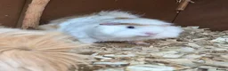 Mixed Breed rodents for sale: Pair boy guinea pigs - Advert 1