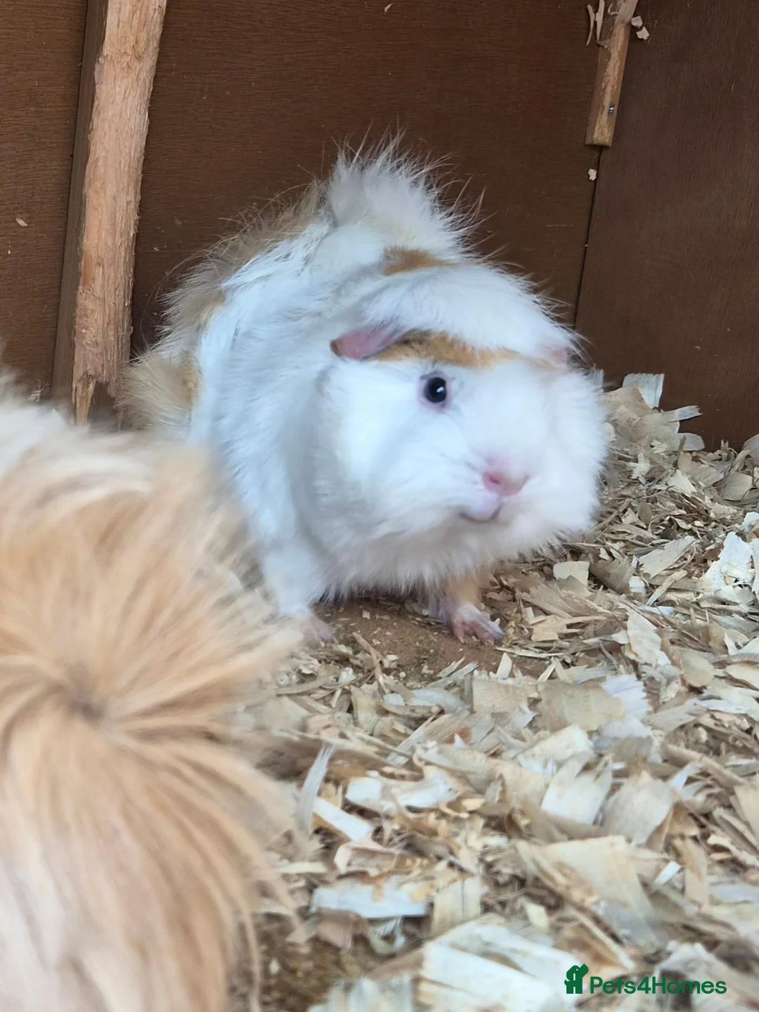 Mixed Breed rodents for sale: Pair boy guinea pigs - Advert 1