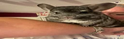 Chinchilla rodents for sale: female chinchilla 8yo - Advert 2