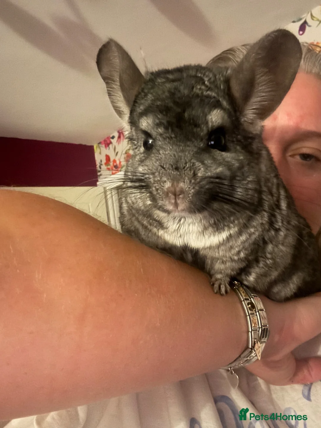 Chinchilla rodents for sale: female chinchilla 8yo - Advert 2