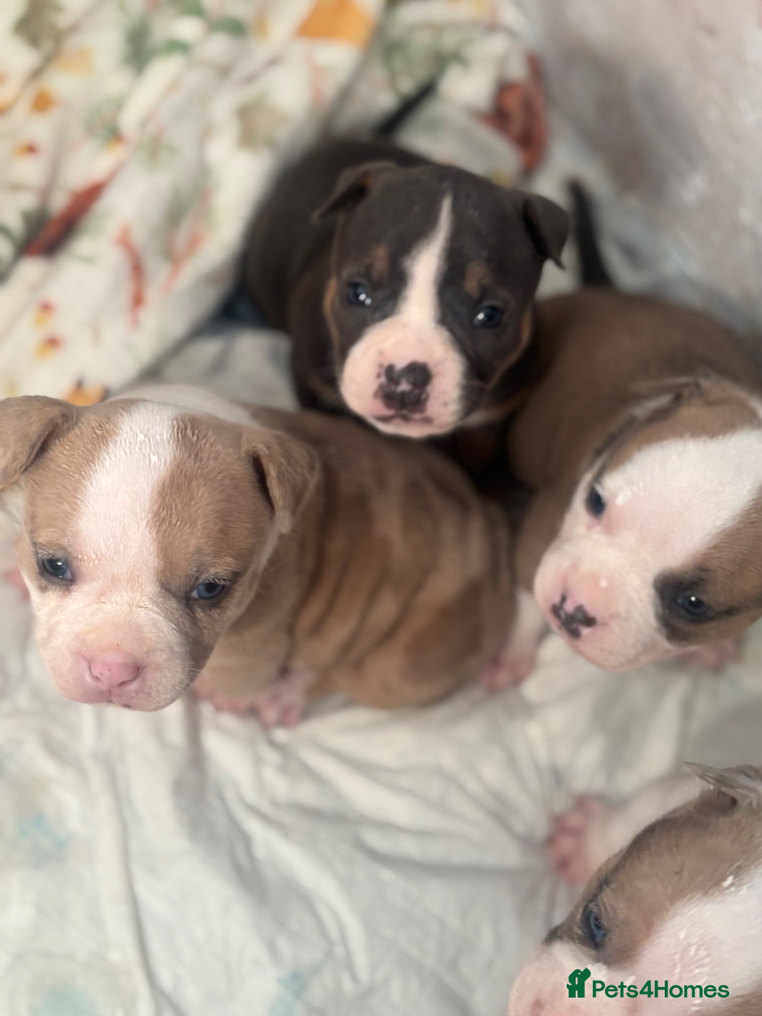 American Bully dogs Pocket bully puppies Merle fawn pied tri - Advert 8