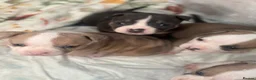 American Bully dogs for sale: Pocket bully puppies Merle fawn pied tri - Advert 3