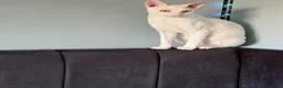Cornish Rex cats for sale: 2 beautiful Cornish Rex boys - Advert 19