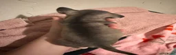 French Bulldog dogs for sale: French bulldogs for sale - Advert 5
