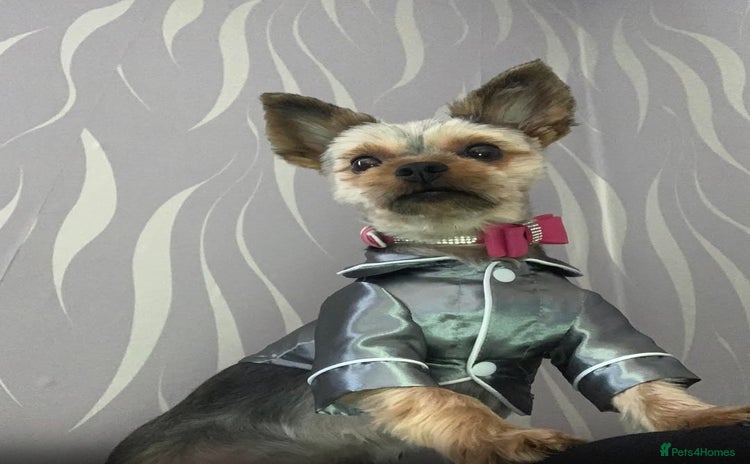 Yorkshire Terrier dogs - Advert 7