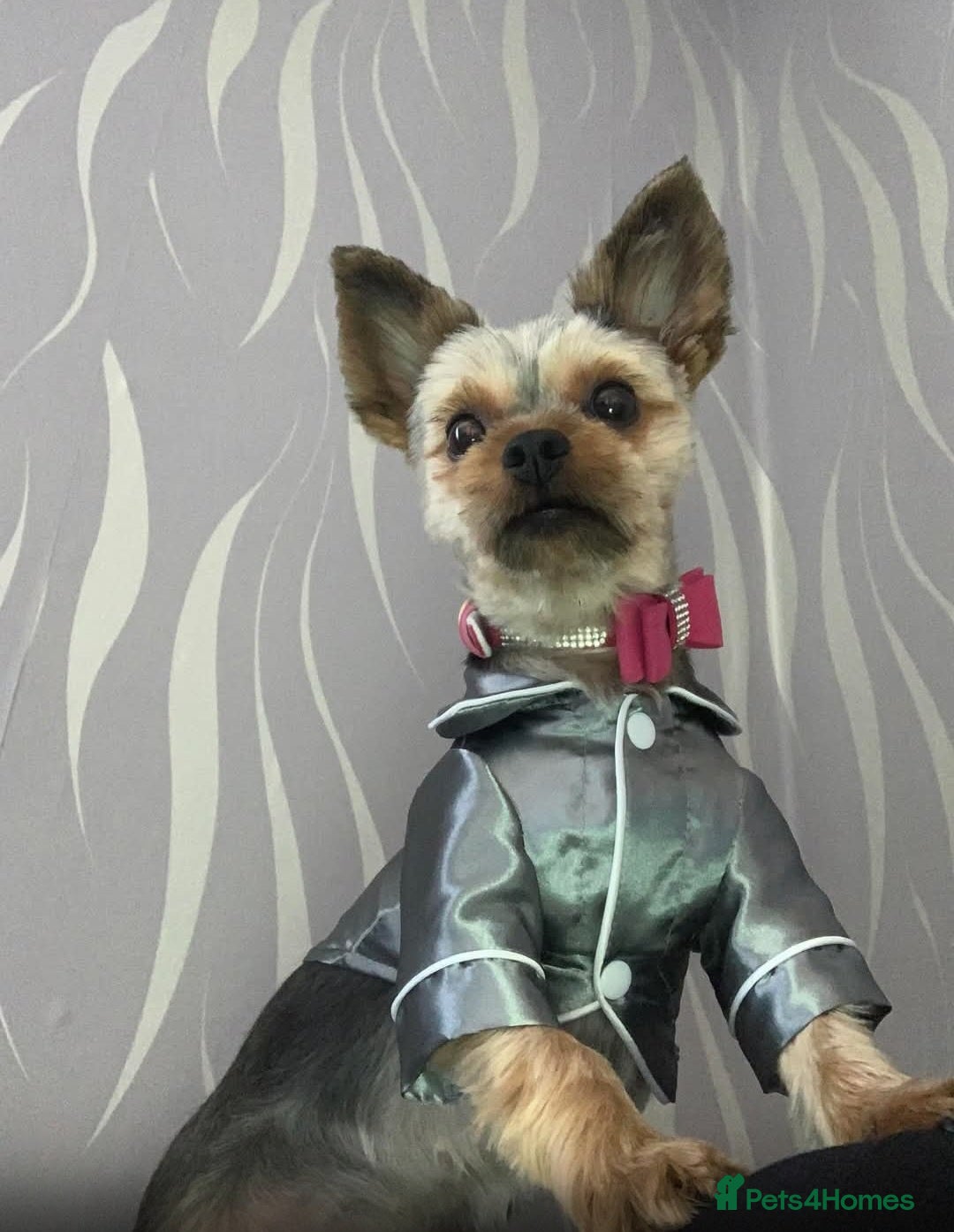 Yorkshire Terrier dogs for sale: Very lovely Yorkshire terrier  - Image 1