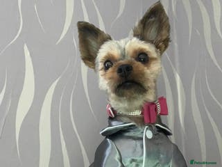 Yorkshire Terrier dogs Very lovely Yorkshire terrier - Advert 22