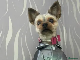 Yorkshire Terrier dogs Very lovely Yorkshire terrier - Advert 18