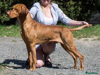 Hungarian Vizsla dogs CHAMPION SIRED KC HUNGARIAN VIZSLA BITCH - Advert 4