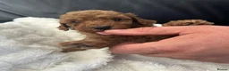 Toy Poodle dogs for sale: Beautiful tiny Toy Poodles  - Advert 7