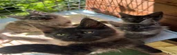 Maine Coon cats for sale: ⭐️Beautiful Maine Coon Kittens⭐️ - Advert 3
