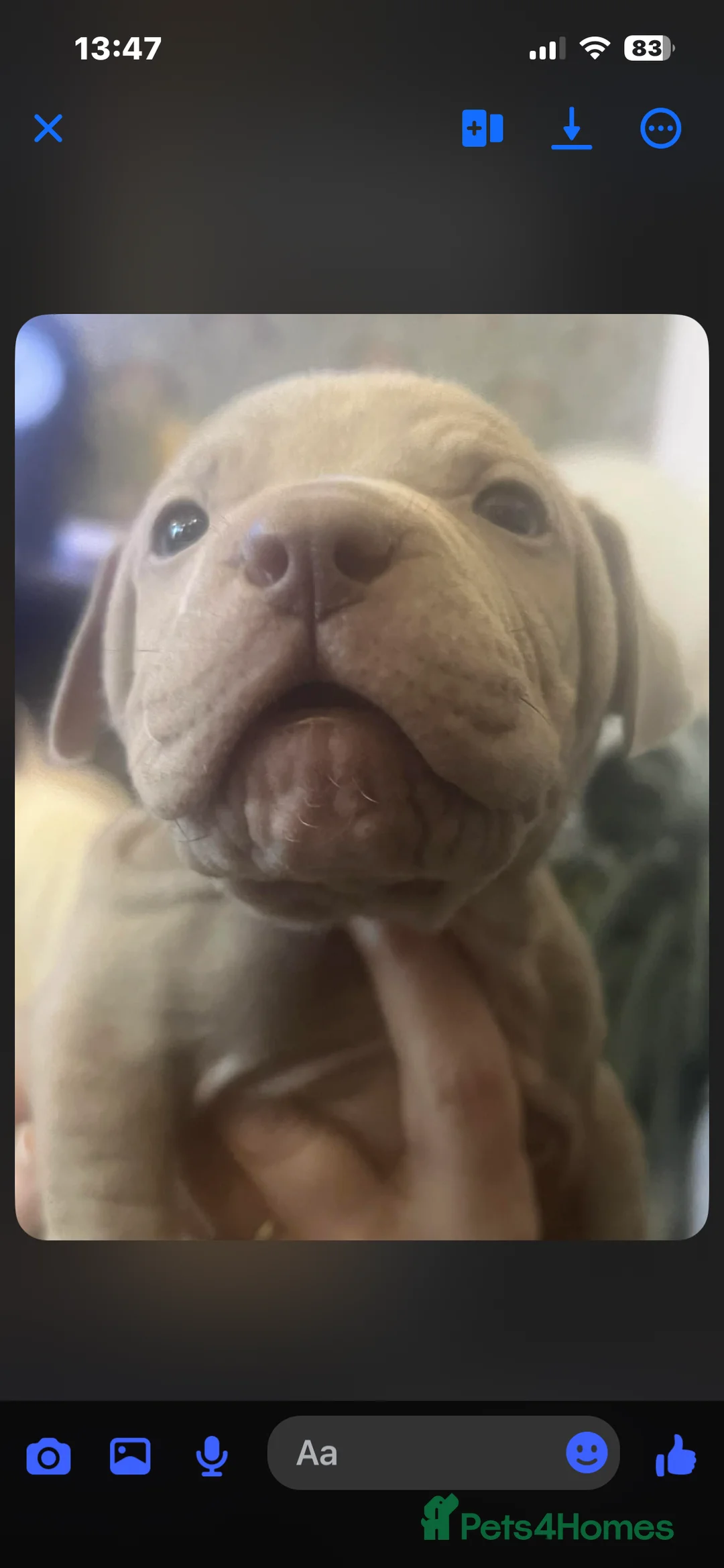 Mixed Breed dogs for sale: Shar pei x pocket bully - Advert 15
