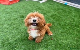 Mixed Breed dogs for sale: Black male puppy jackapoo - Image 14