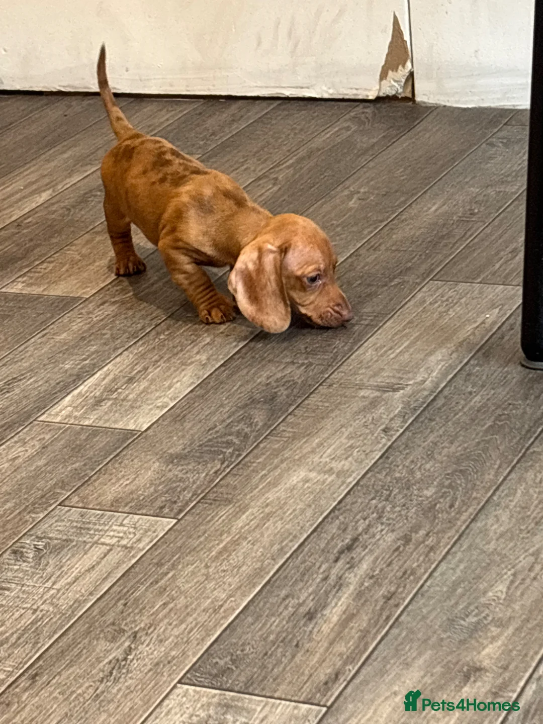 Dachshund dogs for sale: Dachshund puppies - Advert 2